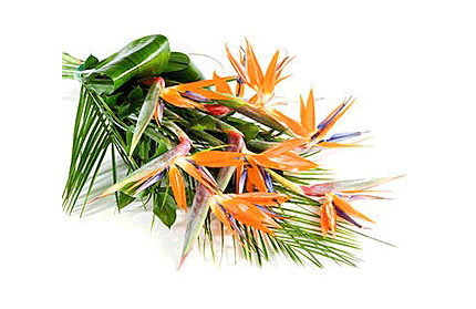 Tropical Flowers