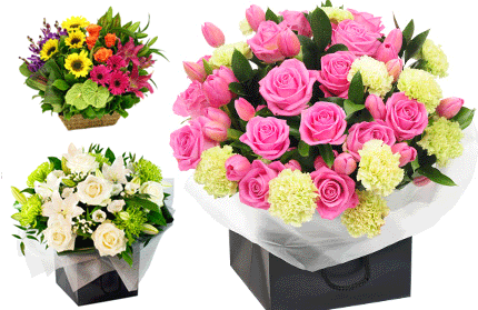 Blooms