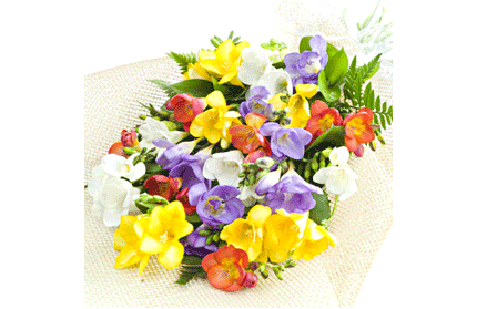 Freesia Flowers