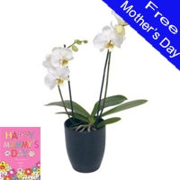 White Orchid In Pot