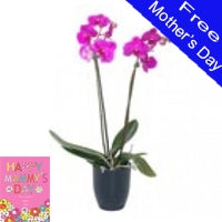 Pink Orchid In Pot