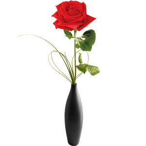 Single Rose & Free Chocs