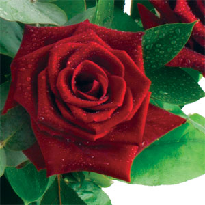 12 Deluxe Red Roses