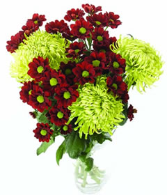 Mixed Colour Chrysanths