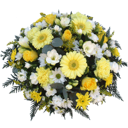 Yellow Posy