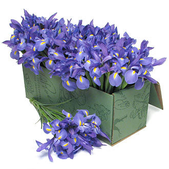 Iris 18 Stems