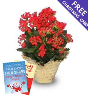Large Kalanchoe