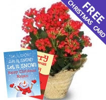Large Kalanchoe