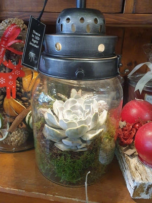 Succulent Lantern Arrangement