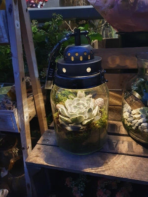 Succulent Lantern Arrangement