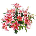 Pink Lilies