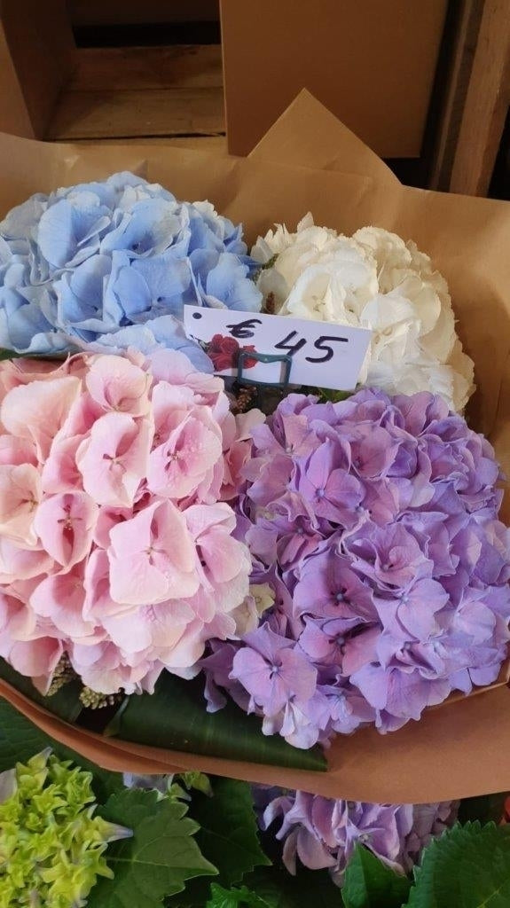 Mixed Hydragea Bouquet