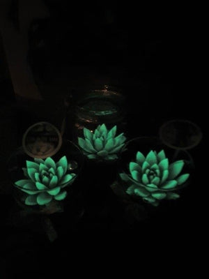 Glow In the Dark Succulent Arrangement