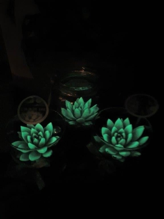 Glow In the Dark Succulent Arrangement