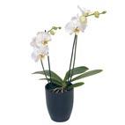 White Orchid In Pot