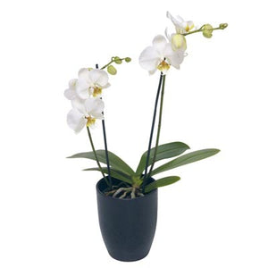 White Orchid In Pot