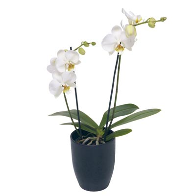 White Orchid In Pot