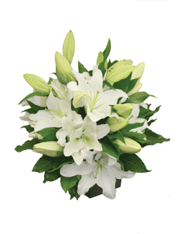 White Lilies